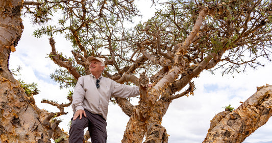 Dominique Roques: “Working on a multifaceted project focusing on frankincense trees is a wonderful opportunity”